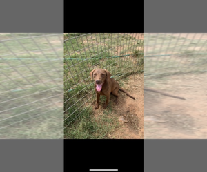 Labrador Retriever-Unknown Mix Puppy for sale in MONTEZUMA, GA, USA