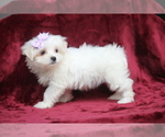 Small #6 Maltese