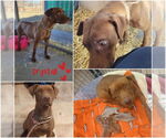 Small #13 American Pit Bull Terrier-American Staffordshire Terrier Mix