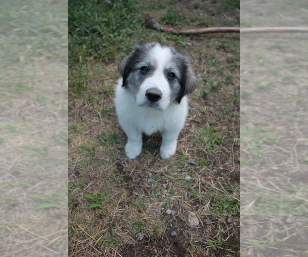 Medium Photo #2 Great Pyrenees Puppy For Sale in BROOKSTON, MN, USA