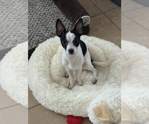 Chihuahua-Unknown Mix Dogs for adoption in Valrico, FL, USA