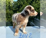 Litter of 7 - Male(s) and Female(s) Australian ShepherdLitter of Puppies for Sale - Photo #19
