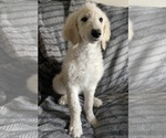 Puppy Tink Goldendoodle