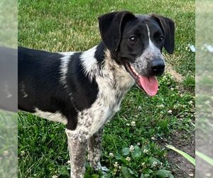 Mutt Dogs for adoption in Greenfield, IN, USA