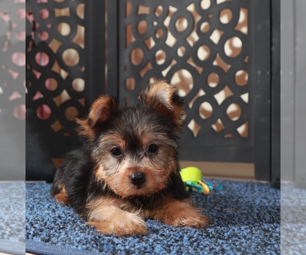 Medium Photo #5 Yorkshire Terrier Puppy For Sale in MOUNT VERNON, OH, USA