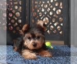 Small #4 Yorkshire Terrier