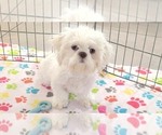 Small #8 Shih Tzu