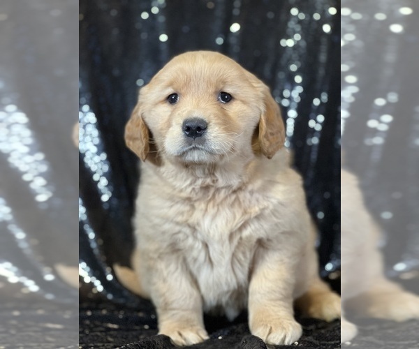Medium Photo #1 Golden Retriever Puppy For Sale in FORT PLAIN, NY, USA