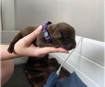 Small Photo #11 Labrador Retriever Puppy For Sale in CLEARWATER, FL, USA