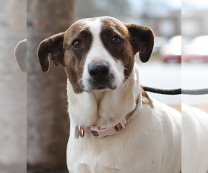 Labrador Retriever-Unknown Mix Dogs for adoption in Decatur, GA, USA