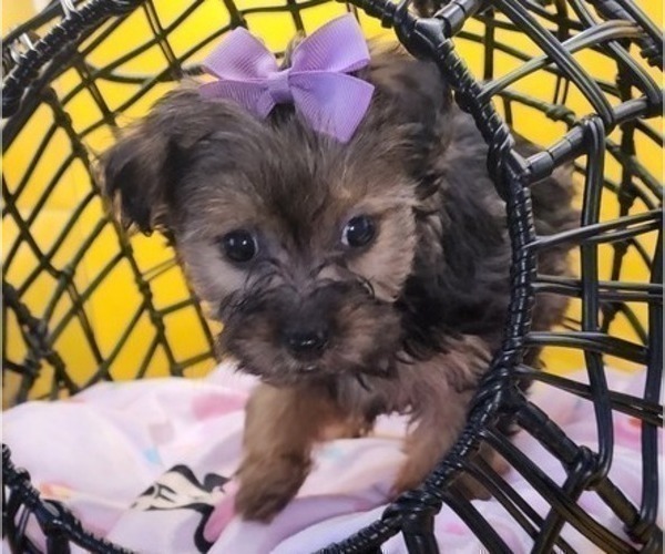 Medium Photo #5 YorkiePoo Puppy For Sale in BLUE MOUND, TX, USA