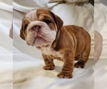 Small Photo #3 English Bulldog Puppy For Sale in LIHUE, HI, USA