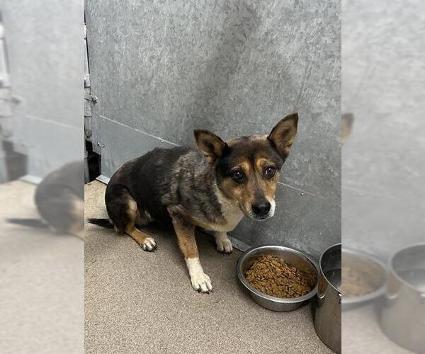 Medium Photo #1 Texas Heeler-Unknown Mix Puppy For Sale in HESPERIA, CA, USA