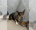 Small Texas Heeler Mix