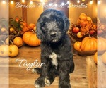 Puppy Taylor Bernedoodle