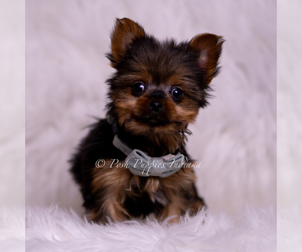 Medium Photo #3 Yorkshire Terrier Puppy For Sale in WARSAW, IN, USA