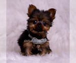 Small #2 Yorkshire Terrier