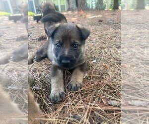Medium German Shepherd Dog