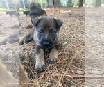 Puppy Apollo German Shepherd Dog