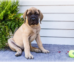Puppy Hazel Mastiff