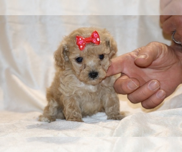 Medium Photo #2 Poodle (Toy) Puppy For Sale in DYERSBURG, TN, USA
