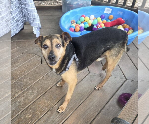 Medium Photo #1 Beagle-Unknown Mix Puppy For Sale in Martinsburg, WV, USA