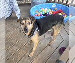Small Beagle Mix