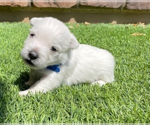 West Highland White Terrier Puppy for sale in GILBERT, AZ, USA