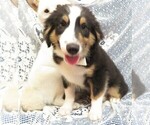 Small Photo #7 Australian Shepherd Puppy For Sale in HARTVILLE, MO, USA