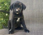 Small #3 English Shepherd-Jack Russell Terrier Mix