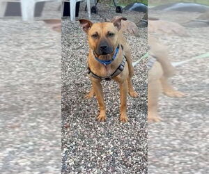 Amber - Female Mutt Dog for Adoption - Photo #3