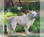 Small Photo #3 Golden Retriever-Unknown Mix Puppy For Sale in Seven Valleys, PA, USA