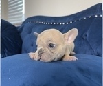 Small #47 French Bulldog