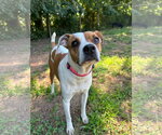 Small #2 Jack Russell Terrier Mix