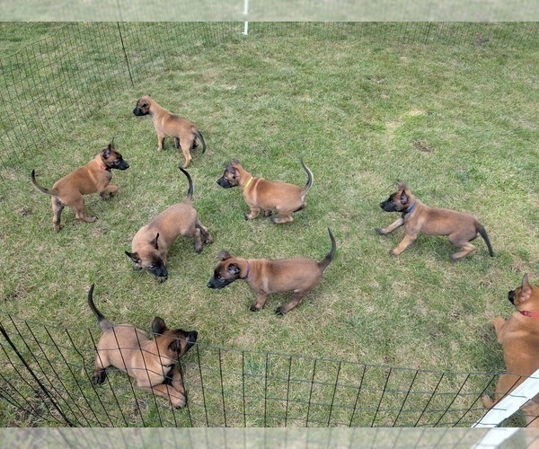 Medium Photo #10 Belgian Malinois Puppy For Sale in OSHKOSH, WI, USA