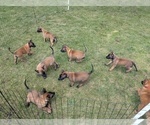 Small #9 Belgian Malinois