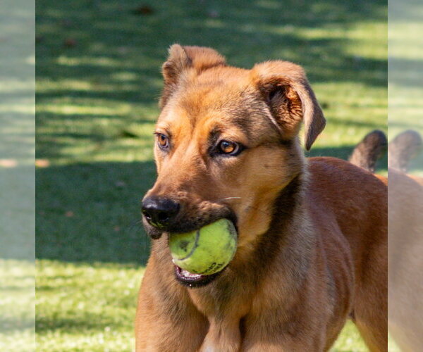 Medium Photo #3 Black Mouth Cur-Unknown Mix Puppy For Sale in Hilton Head, SC, USA