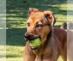 Small Photo #3 Black Mouth Cur-Unknown Mix Puppy For Sale in Hilton Head, SC, USA