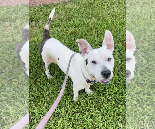 Medium Photo #2 American Pit Bull Terrier-Unknown Mix Puppy For Sale in Derwood, MD, USA