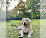 Small Photo #7 Goldendoodle Puppy For Sale in NICKELSVILLE, VA, USA