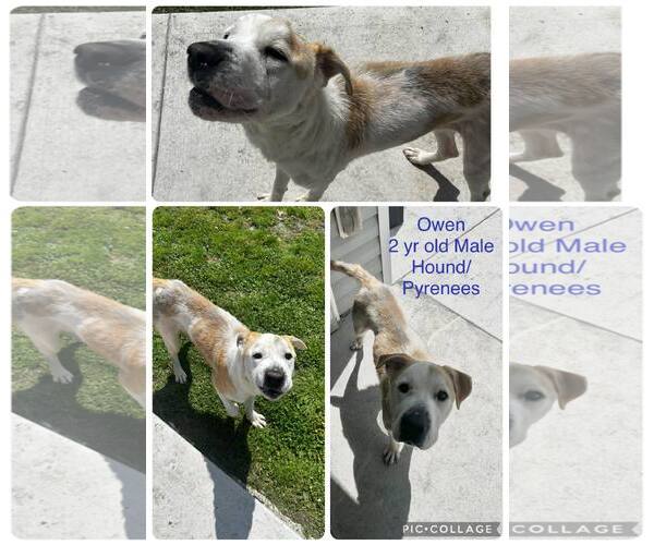 Medium Photo #2 American Staffordshire Terrier-Great Pyrenees Mix Puppy For Sale in Jacksonville, NC, USA