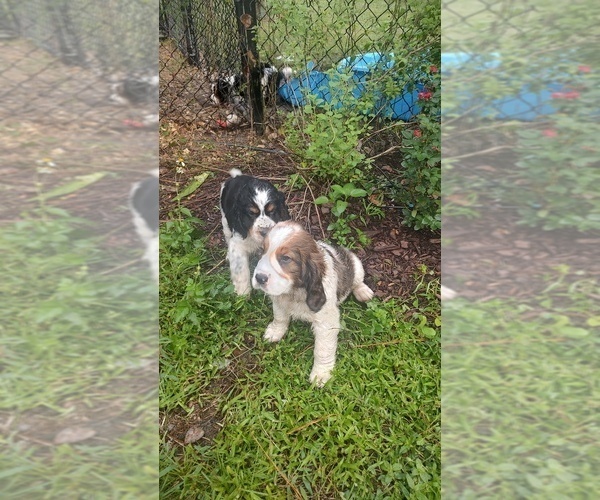 Medium Photo #37 English Springer Spaniel Puppy For Sale in GLEN SAINT MARY, FL, USA