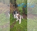Small #10 English Springer Spaniel
