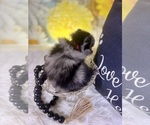 Small #5 Pomeranian