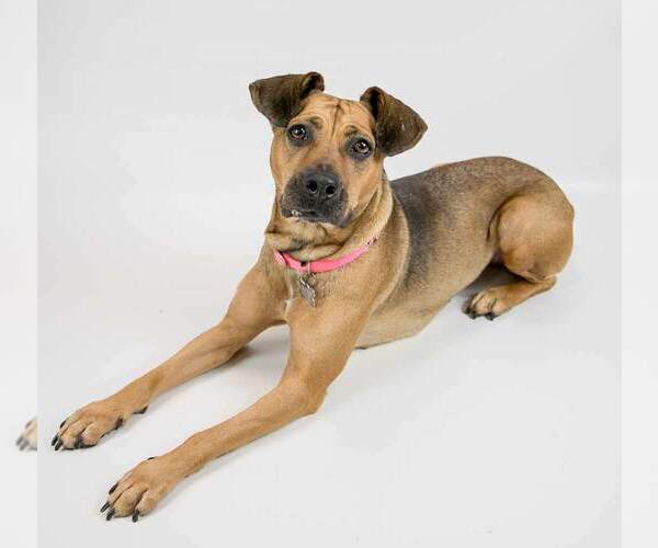 Medium Photo #5 Mutt Puppy For Sale in Kennesaw, GA, USA