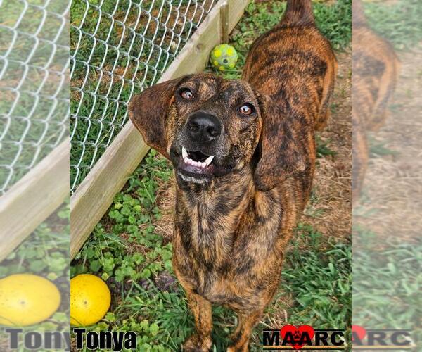 Medium Photo #6 Plott Hound Puppy For Sale in Maryville, TN, USA