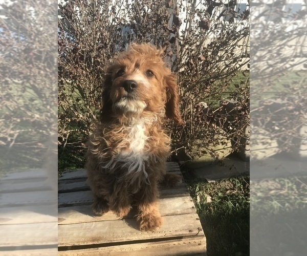Full screen Photo #3 Cavapoo Puppy For Sale in GOSHEN, IN, USA