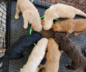 Australian Labradoodle Puppy for Sale in MEDFORD, Oregon USA