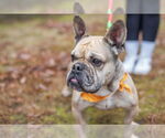 Small #4 French Bulldog Mix
