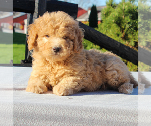 Goldendoodle-Poodle (Miniature) Mix Puppy for sale in GAP, PA, USA